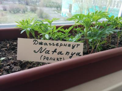 Нажмите для просмотра оригинального размера 1430826756.jpg